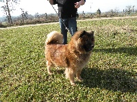 Étalon Eurasier - Jaska des marais de courmont canin des mirabelles