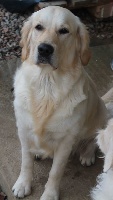 Étalon Golden Retriever - Just willow joyce Du mazage de mascayenne
