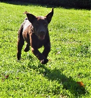 Étalon Labrador Retriever - Milka Du Domaine De Mafleurio