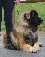 Étalon Leonberger - Lahiko-ferway Du Clos Des Papes