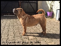 Étalon Shar Pei - Gold panonia an angel des Chandagueres