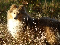 Étalon Shetland Sheepdog - Look of love des Collines de Sagne