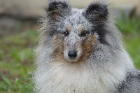 Étalon Shetland Sheepdog - First lady la bleue des Crocs de Provence