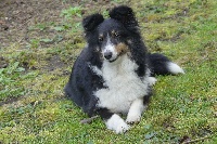 Étalon Shetland Sheepdog - Hope gleam of brune du grand pré d 'ortignac