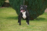 Étalon Staffordshire Bull Terrier - Maddy (Sans Affixe)