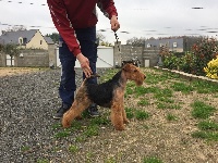Étalon Welsh Terrier - Welsh attitude Made in france