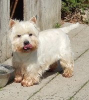 Étalon West Highland White Terrier - Flint du clos des Argousiers