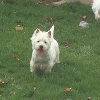 Étalon West Highland White Terrier - Java l' faire des Olipins