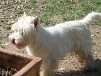 Étalon West Highland White Terrier - Lily rose des O'Connelli