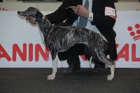 Étalon Whippet - CH. Gravin-guess von Hoëhenzoller