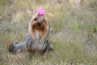 Étalon Yorkshire Terrier - Lolita du fief Saint Theau