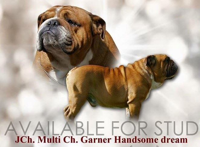 CH. Garner Handsome dream