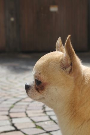 Chihuahua - Manuel della dolcemela