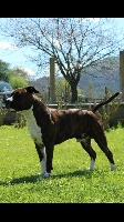 Étalon American Staffordshire Terrier - L'akenaton Des Protecteurs D'eloya