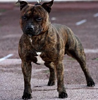 Étalon Staffordshire Bull Terrier - Lucky long Titre Initial