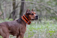 Étalon American Staffordshire Terrier - Iena the fantastic's staff du temple de Gaïa