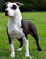 Étalon American Staffordshire Terrier - I am white head du Domaine Passionnel d'Enzo