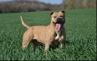 Étalon American Staffordshire Terrier - Lil kim de la Garde Divine