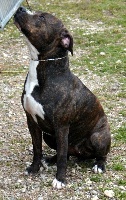 Étalon American Staffordshire Terrier - Jircka Dei Gladiatori D'oro