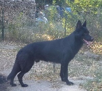 Étalon Berger Allemand - Lors Du Jardin De La Lironde