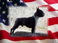 Étalon Boston Terrier - Ike patton de la Closerie Deval
