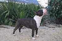 Étalon Bull Terrier - Trick or treat Life's been good