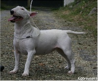 Étalon Bull Terrier - Garoundea Igloo igloo