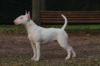 Étalon Bull Terrier - UNFAILLING Mystic pearl