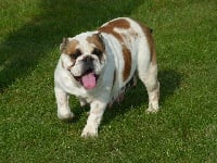 Étalon Bulldog Anglais - fat puppys Morgan