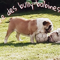 Étalon Bulldog Anglais - Mollie Du Domaine Des Bully Babines