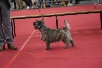 Étalon Cairn Terrier - CH. tycando Tycadno star gazer