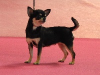 Étalon Chihuahua - I'dole babydoll De Plessibelliere