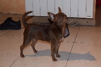 Étalon Chihuahua - Maeka du Royaume d'Isthar