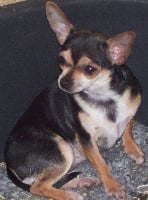 Étalon Chihuahua - Istoria (Sans Affixe)