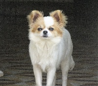 Étalon Chihuahua - Mylove du Diamant d'Or