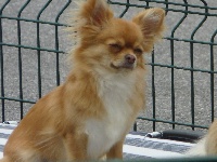 Étalon Chihuahua - Maroussia des Brault' Cadors