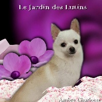 Étalon Chihuahua - Lady macbeth du Jardin des Lutins