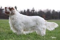 Étalon Clumber Spaniel - CH. Inxs du puits de chanteins