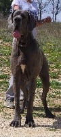 Étalon Dogue allemand - Jaylïs DE VALAVERGNY