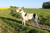 Étalon Dogue allemand - Little cow de La Muse d'Apollon