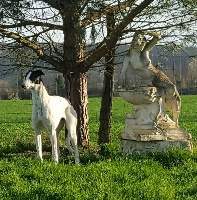 Étalon Greyhound - Menthe poivrée Des dames du lac