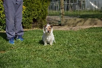 Étalon Jack Russell Terrier - Jah de la Haute Fougère