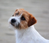 Étalon Jack Russell Terrier - Hunter bohemian touch