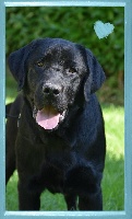 CH. bloomwood Royal major guardian dit georges