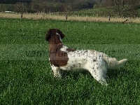 Étalon Petit Epagneul de Münster - Lily Vom hundegelaut