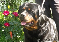 Étalon Rottweiler - Giorgio von one Emmy