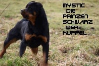 Étalon Rottweiler - Mystic Die Prinzen Schwarz Der Kuppel