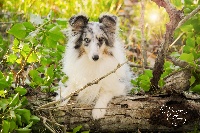 Étalon Shetland Sheepdog - Hollywood blue girl des étangs sauvages