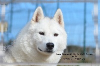 Étalon Siberian Husky - Luna davina of Arctic Wolf Dream 