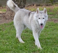 Étalon Siberian Husky - Jonak de L'Igloo des Sables